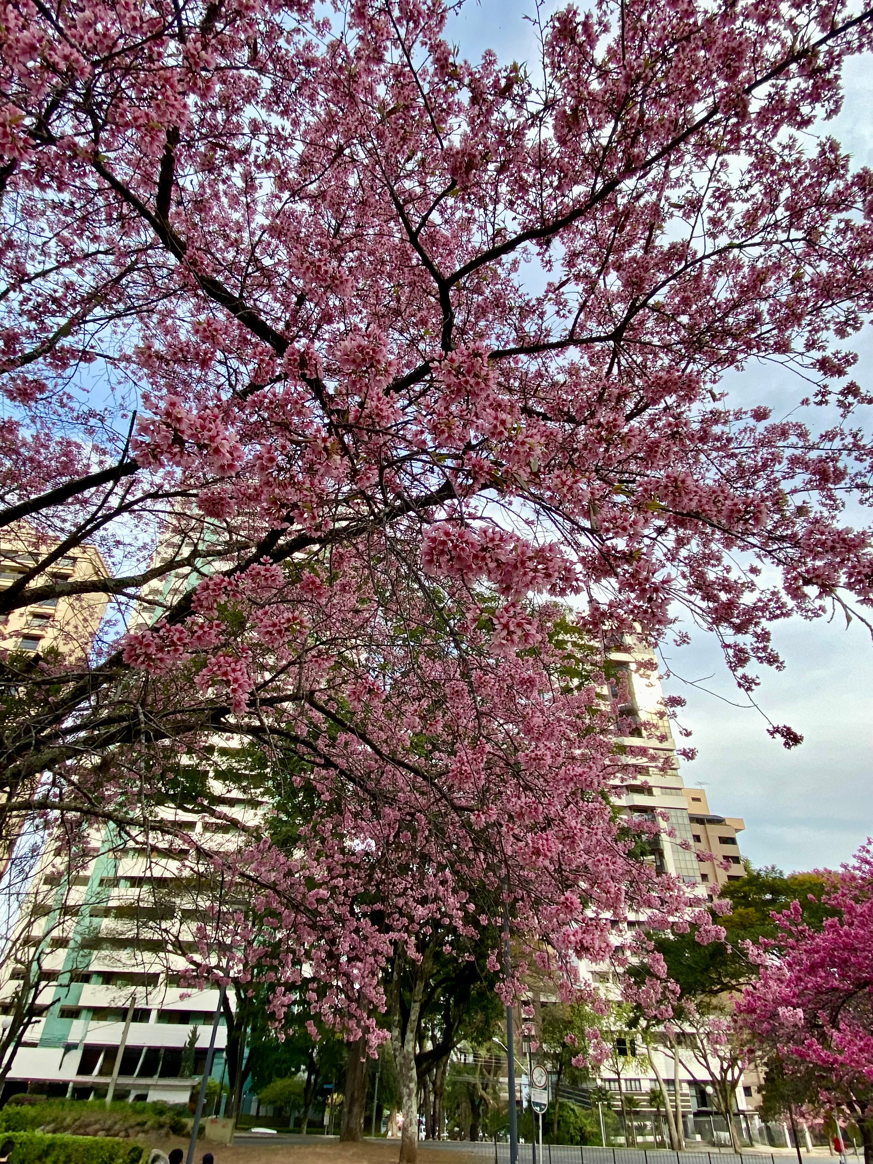 Foto Digital Curitiba Ipês Rosa 300Dpi