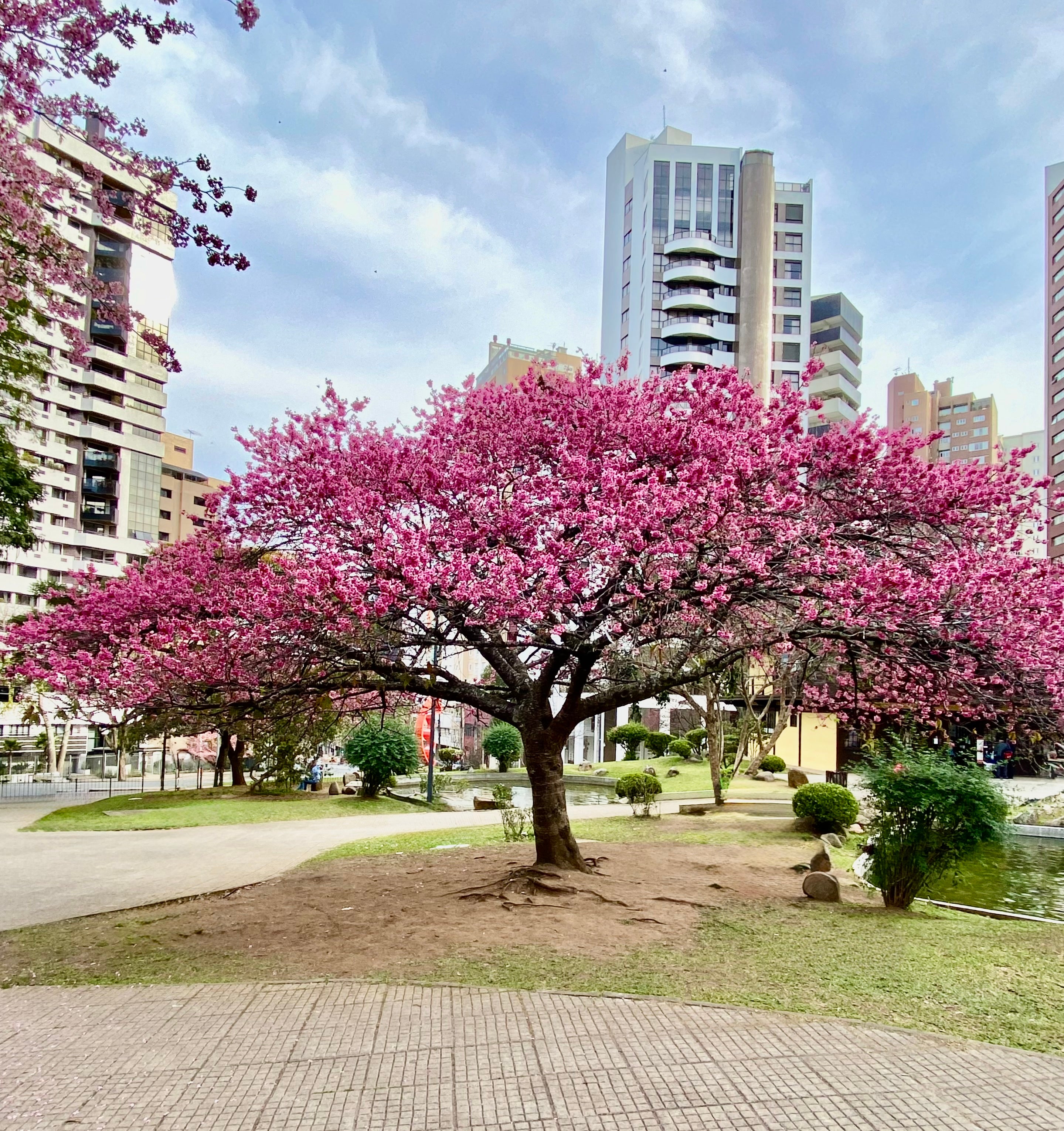 Foto Digital Curitiba Ipê Rosa - 300Dpi