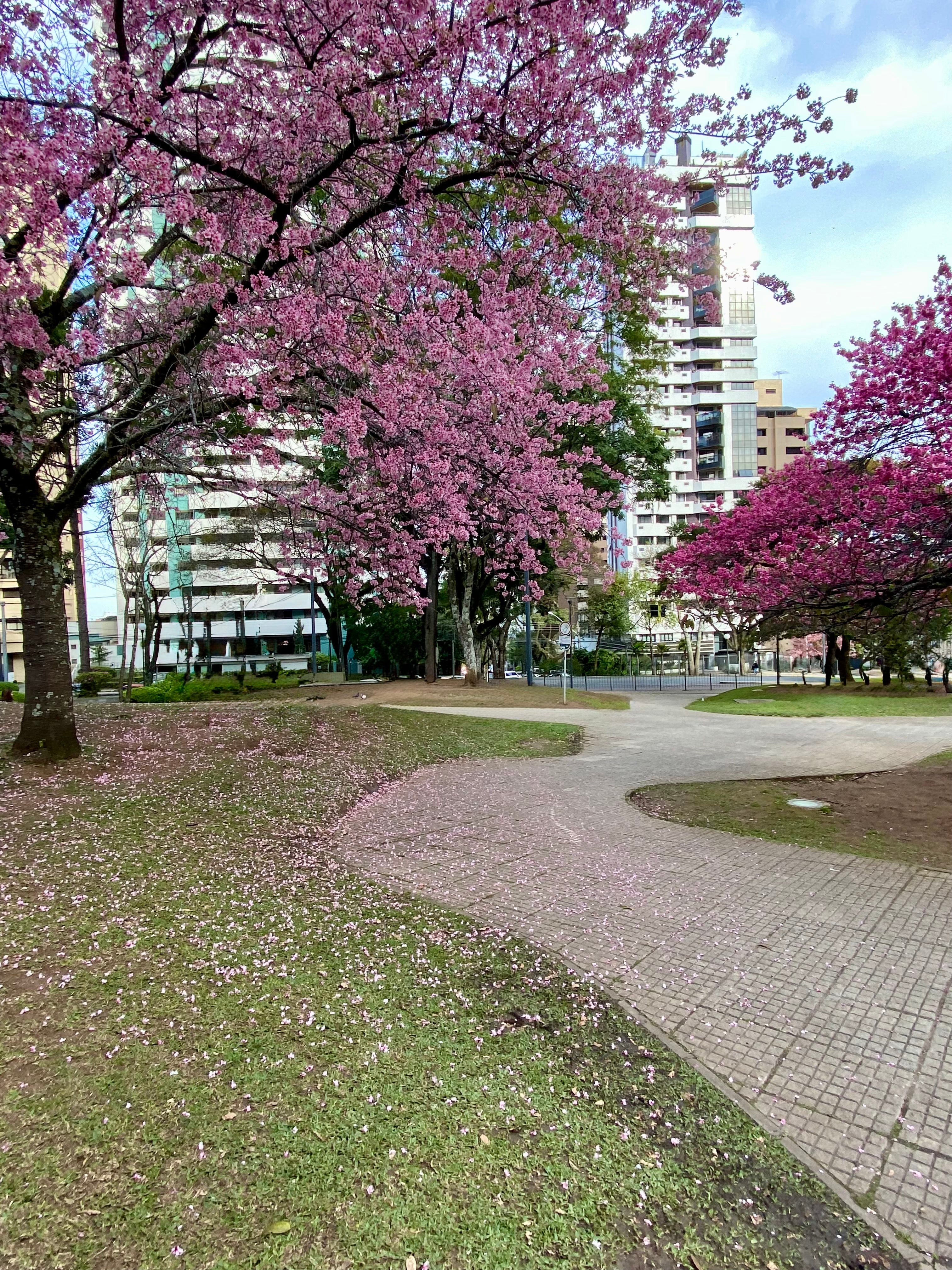 Foto Digital Caminho dos Ipês Rosa - 300Dpi
