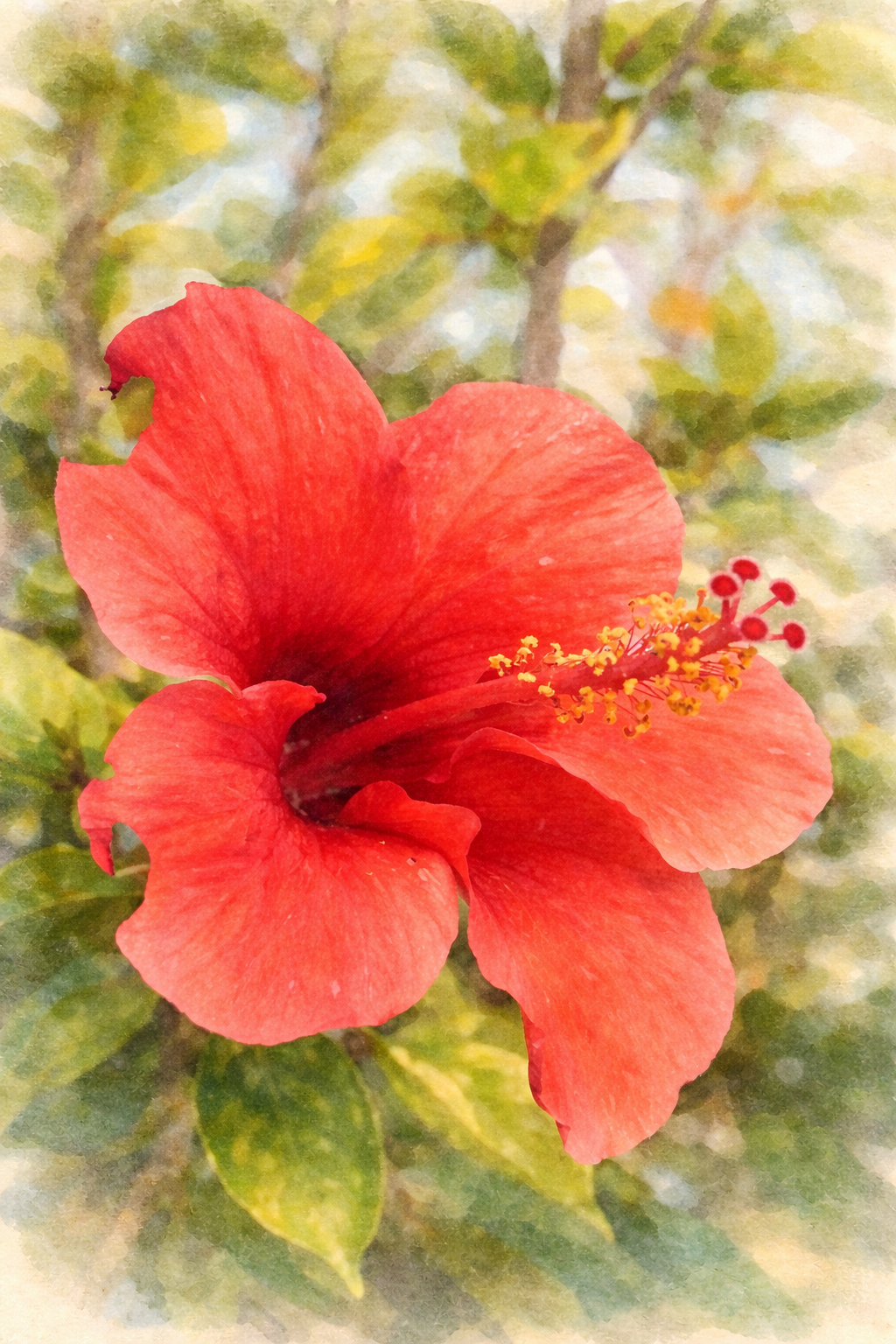 Print Foto Hibisco Vermelho impressa em papel fotográfico, 30x42cm, sem moldura
