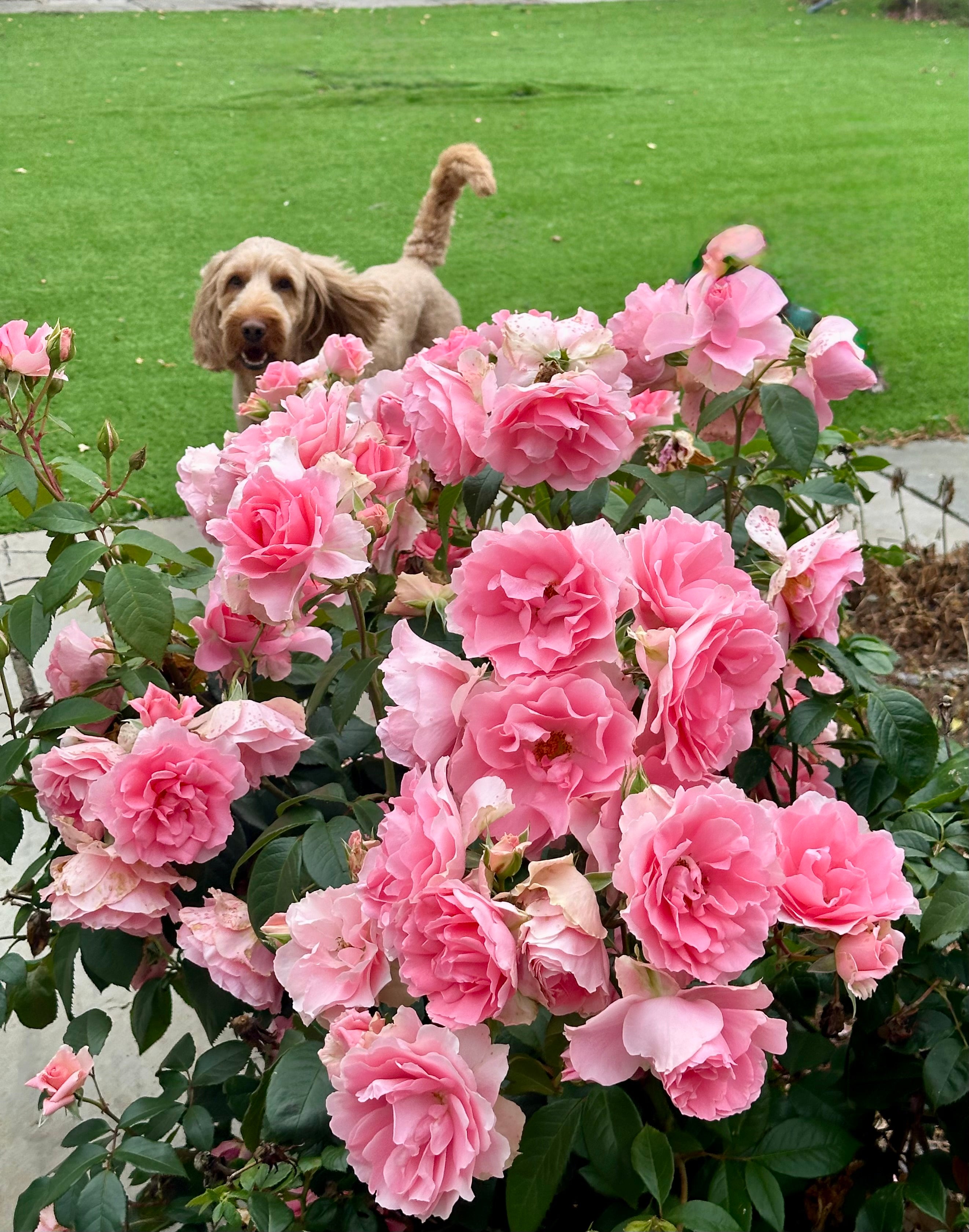 Fotografia Digital O Cachorro e as Rosas - 300Dpi - pronta pra imprimir.