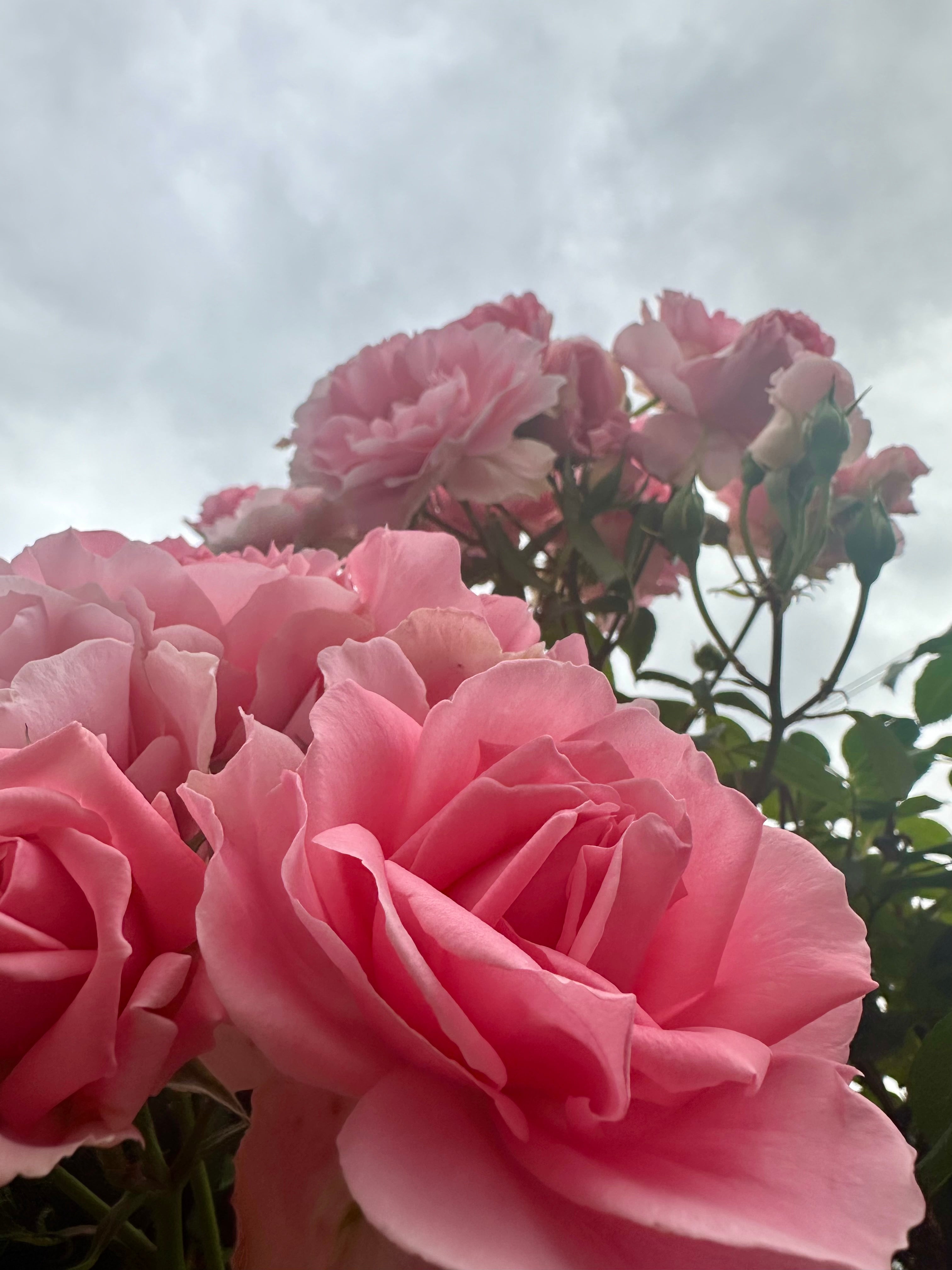 Fotografia Digital Pink Roses - 300 Dpi