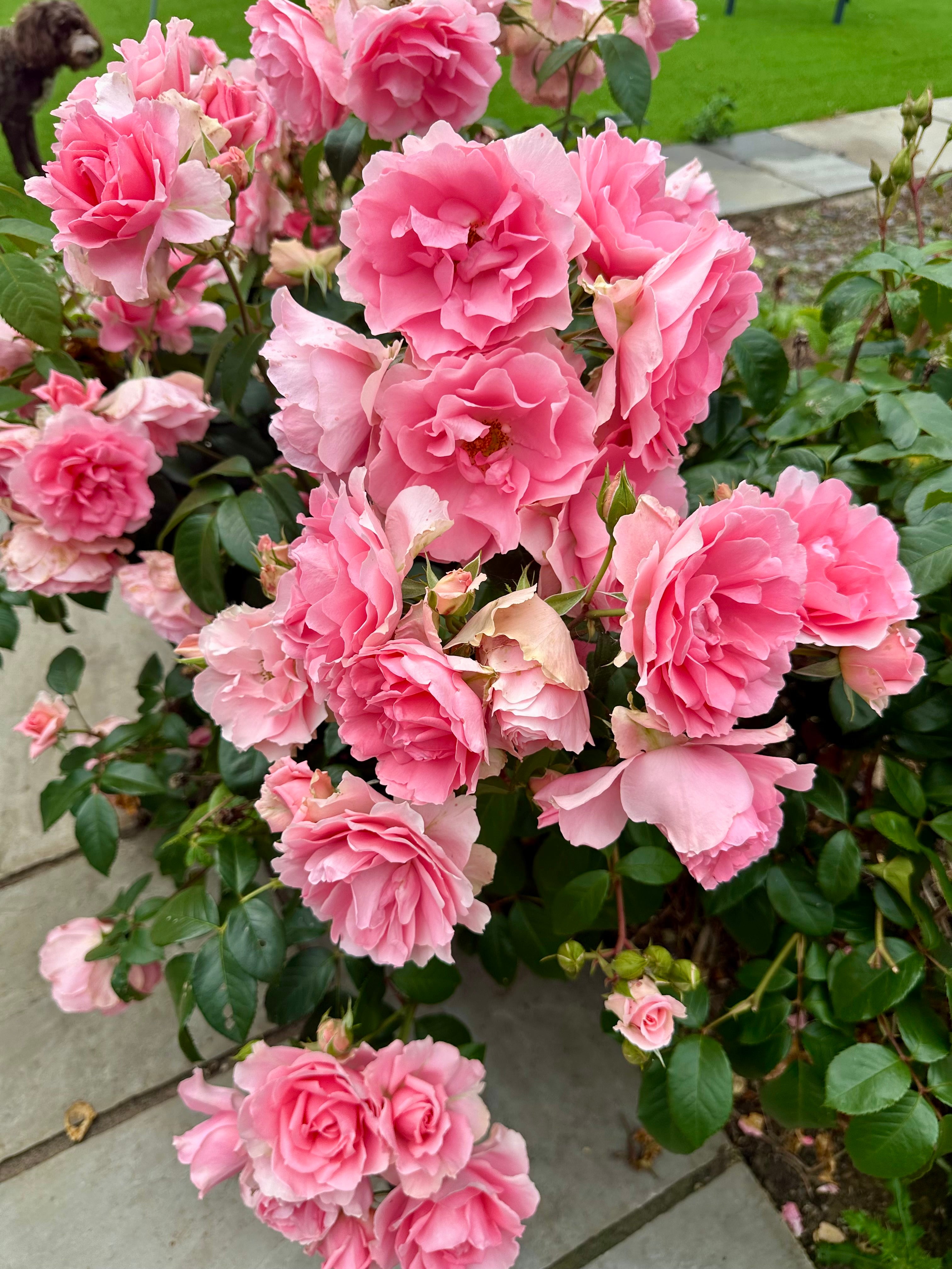 Foto Digital Roseira Cor de Rosa - 300Dpi