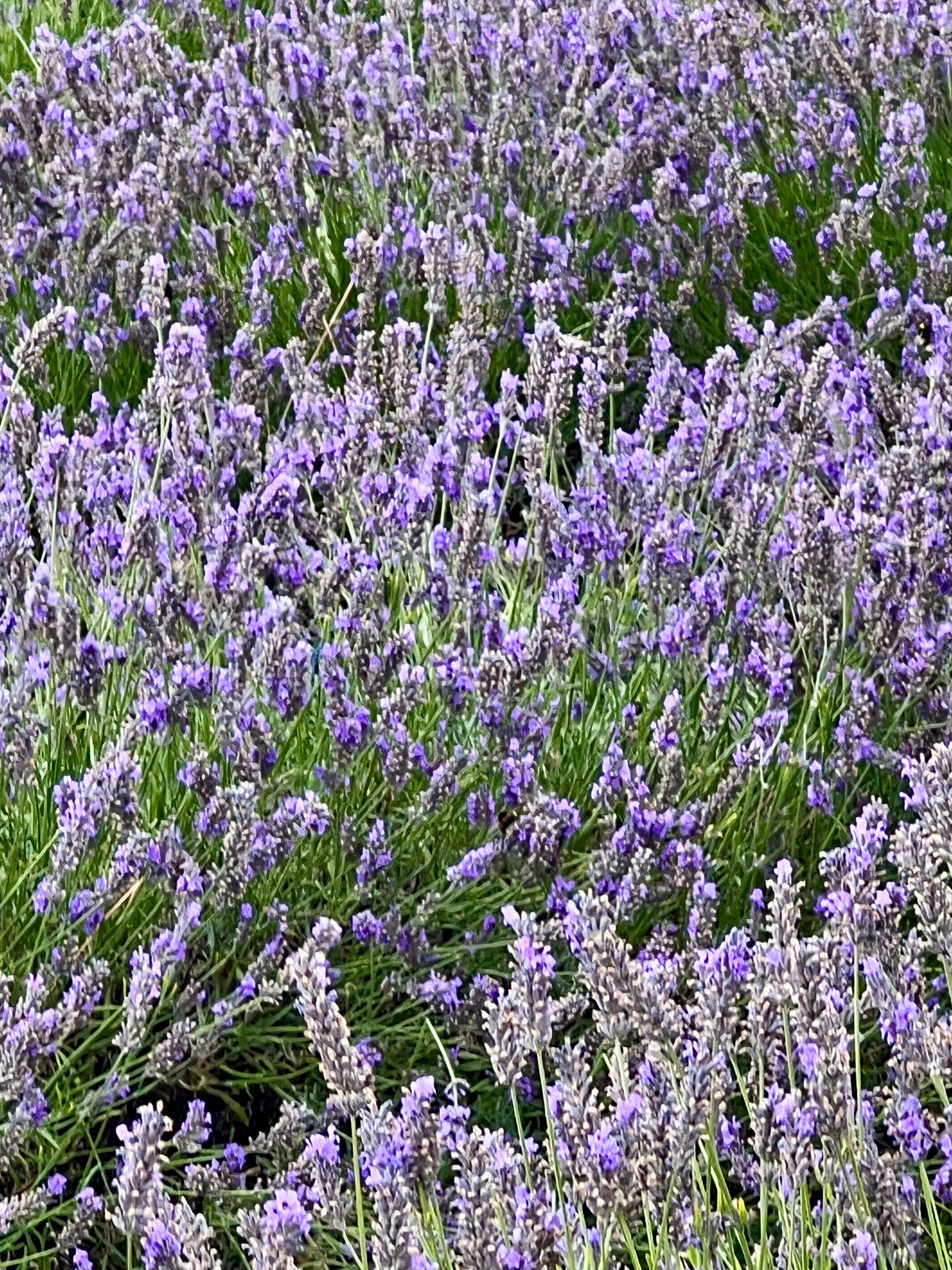 Fotografia Digital Campo de Lavanda - 300Dpi - pronta para imprimir.