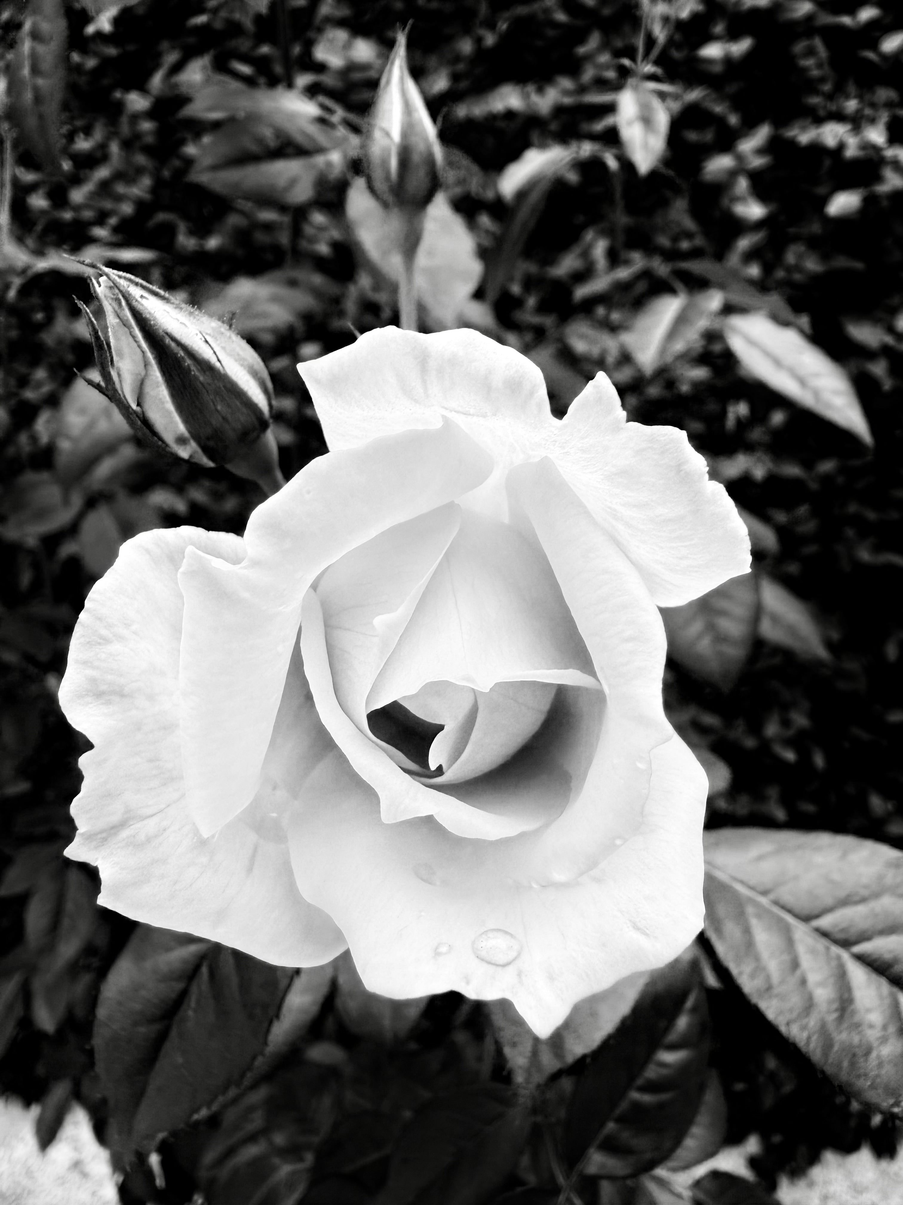 Fotografia Digital Rosa Branca - 300 Dpi